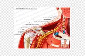 Der mastzelltumor des hundes ist eine von mastzellen ausgehende neubildung beim haushund, die vor allem in der haut und unterhaut auftritt. Supraclavicular Fossa Supraclavicular Nerves Supraclavicular Lymph Nodes Anatomy Supraclavicular Fossa Text Anatomy Png Pngegg