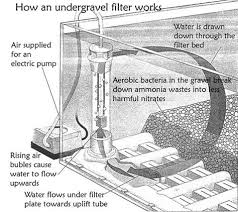 Ecological Education Freshwater Aquariums How An Undergravel Filter Works Freshwater Aquarium Fish Tank Aquarium Setup