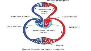 Kunci Jawaban Tema 4 Kelas 5 Halaman 73 74 75 76 77 78 79 Jawaban Buku Tematik Sd Subtema 2 Tribun Pontianak