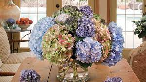 The Secret To Drying Hydrangeas And Other Botanicals Hydrangea Flower Arrangements Dried Flower Arrangements Hydrangea Not Blooming