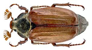 Image result for Mellera lobulata