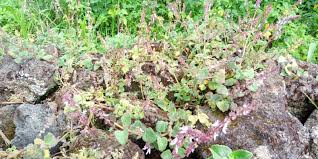 Image result for Coleus hadiensis