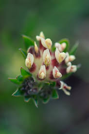 Image result for Antopetitia