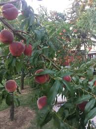 We did not find results for: Self Pollinating Grafted Plant Ripens In Mid To Late August Cold Hardy For Temperatures Below 0 Freestone Contender Peach Tree Semi Dwarf 5 Gallon Fruit Are Medium In Size Patio Lawn Garden Plants