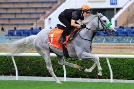 日本で大人気の芦毛馬、ガイアフォースが香港G1で海外デビュー