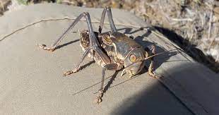 These pests most often come into the home on newly purchased plants or on those that have been outside for the summer. Attack Of The Katydids Living With Insects Blog