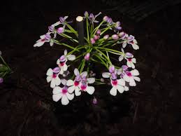 Image result for Cynorkis debilis