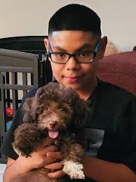 Will a chocolate poodle's color change over time?