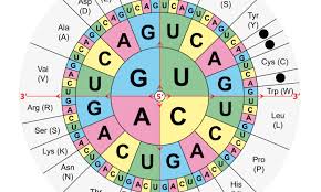 proving the genetic codes flexibility