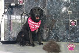 Posh pets grooming's top 8 competitors are home away from home dog boarding and training, pamperedpetscville, preppie pooch, wakefield kennel, foxy roxy house call pet grooming, woofs dog training center, splash n' tails mobile pet grooming and spectrumtherapy. Gallery Posh Pets Dog Grooming Courses In Spain