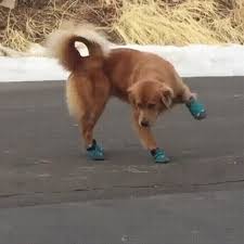 Dog Tries Wearing Shoes Does New Shoes Dance Whatswrongwithyourdog Dogs Dog Pictures Funny Dogs