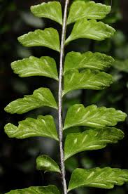 Image result for Asplenium inaequilaterale