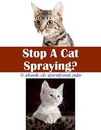 Over time bits are kicked out onto the floor from the litter box. 14 Ambrosial Stop Cat Spraying Home Remedy