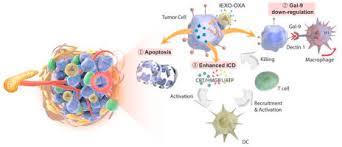 Pancreatic cancer is the uncontrolled growth of abnormal cells in the pancreas, a narrow, flat gland located deep in your abdominal cavity. Pancreatic Cancer Targeting Exosomes For Enhancing Immunotherapy And Reprogramming Tumor Microenvironment Sciencedirect
