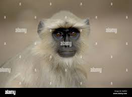 Indian hanuman monkey hi-res stock photography and images