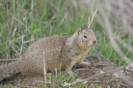 They dug a hole in the ground to hide the treasure.cavaron un agujero en la tierra para esconder el the dog is in the backyard, digging in the ground.el perro está en el patio trasero, escarbando la. How To Stop Creatures From Burrowing Under Patios And Decks