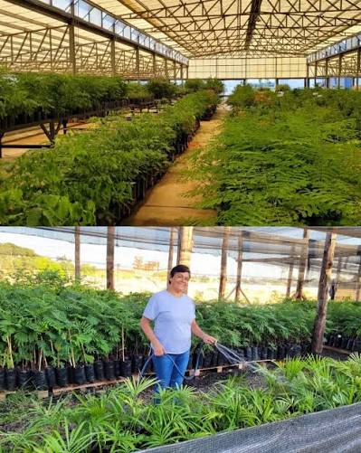 &#55356&#57137 El Jard�n Bot�nico Alberto Roth de Posadas fue declarado �rea Productora de Semillas de Especies Nativas (Apsen), en un reconocimiento del Instituto Nacional de Semillas (Inase) tras una inspecci�n junto al