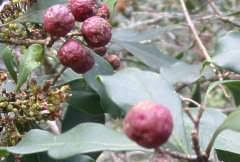 Image result for Olinia rochetiana