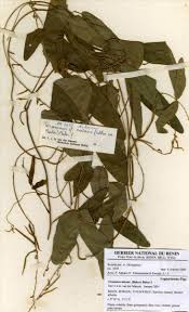 Image result for Teramnus micans