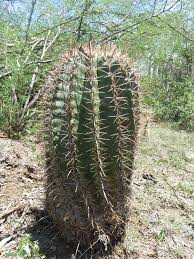 Ferocactus Recurvus San Jose Del Chilar Oaxaca In 2020 Cactus Plants Biodiversity Plants