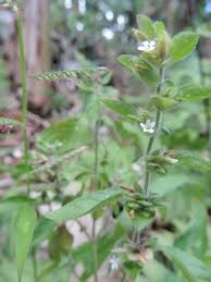 Image result for Phaulopsis sangana