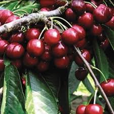 The small, dwarf or upright cherry blossom varieties in this section have been specially selected from our full range of cherry trees because they are suitable for small gardens. Buy Cherry Compact Stella Online Southern Woods