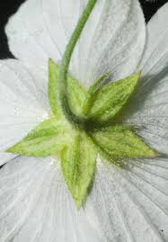 Image result for Kosteletzkya adoensis