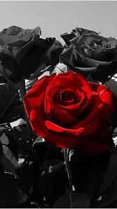 Free for commercial use high quality images Black Rose Wallpaper Nawpic