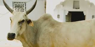 10 downloads 250 views 251kb size. The Cult Of The Hindu Cowboy Snigdha Poonam Granta Magazine