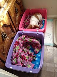 Keep your dogs and cats comfortable with our selection of pet beds, available in a variety of sizes. Dog Beds Made From Walmart Laundry Baskets And Yard Baby Blanket Fabric Basket Dog Bed Dog Bed Diy Dog Bed