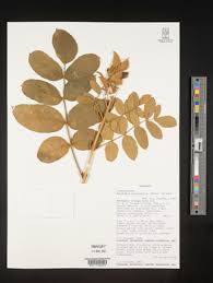 Image result for Markhamia obtusifolia