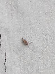 You can identify these what interesting facts or behaviors does it exhibit? Tiny Little Bugs All Over The Side Of My House Pestcontrol