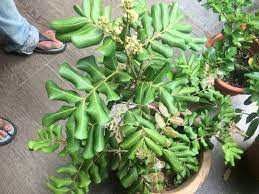 Ping pong;ping pang;乒乓;rong yao ping pang;荣耀 endless competitions take place on the ping pong tables with two young men at the center. Longan Ping Pong Grafted Flowering Now Furniture Home Living Gardening Plants Seeds On Carousell