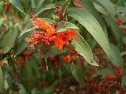 Image result for Woodfordia