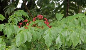 Image result for Leea guineensis
