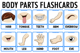 The song is entitled head, shoulders, knees, and toes. Parts Of The Body Vocabulary Flashcards