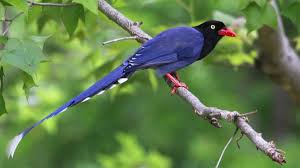 Find popular blue bird with long tail and buy best selling blue bird with long tail from m.banggood.com. Taiwan Birds å°ç£ On Twitter Short Night Long Tail Summersolstice Taiwan Blue Magpie