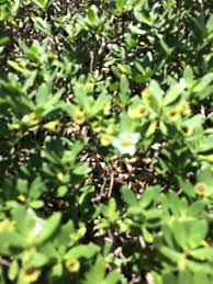 Image result for Pemphis