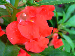 Image result for Impatiens purpureoviolacea