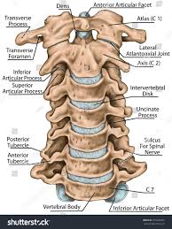 We think this is the most useful anatomy picture that you need. Human Neck Anatomy Diagram Koibana Info Spinal Cord Anatomy Anatomy Bones Anatomy