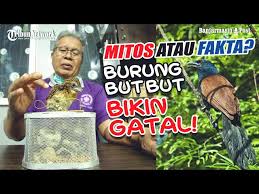 Burung but but mp3 & mp4. Video Mitos Atau Fakta Burung But But Menyebabkan Gatal Gatal Jika Disentuh Halaman All Banjarmasin Post