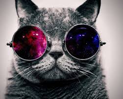 Well they're also e that's absolutely a dragon. Wallpaper Cute Cat With Sunglass Very Cool 1920x1200 Hd Picture Image