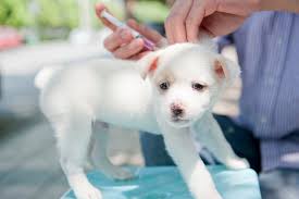 In their first year of life, puppies will need to visit their veterinarian numerous times to get vaccinated for and become immunized against potentially fatal, yet preventable infectious diseases. Puppy Vaccines 101 Which Shots Does My Puppy Need And When