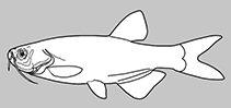 Barilius ardens is a fish in genus barilius of the family cyprinidae. Barilius Ardens