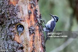 Image result for Tridactyle