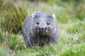 Die knuffigen vegetarier hinterlassen täglich 80 bis 100 der kleinen klötzchen, um ihr revier abzustecken und miteinander über duft zu kommunizieren. Wombat
