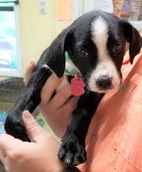 Checks may be mailed to us at 111 w. Meet Zilly A Sweet Little Baby Girl Who Homeward Bound Pet Rescue Inc Facebook