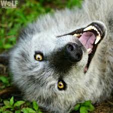 pin by suzanne moore on wolves wolf dog wolf love beautiful wolves