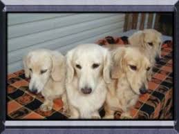 Buy dachshund china and get the best deals at the lowest prices on ebay! Benny S Dachshunds