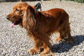 The cocker spaniel is a cheerful and affectionate companion dog. Advarsel Mod Mand Uden Hunde Ikast Brandenyt